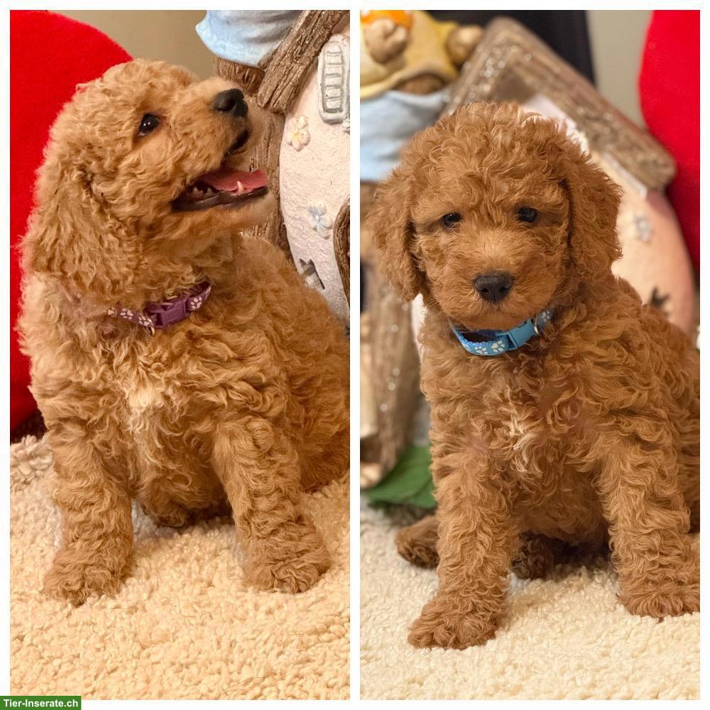 Bild 5: Goldendoodle Welpen F1b suchen liebes Zuhause