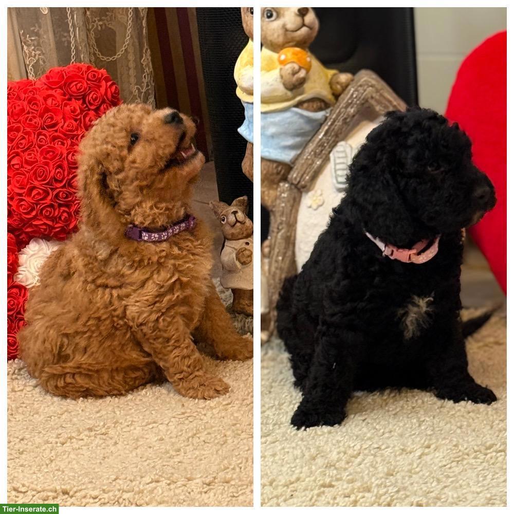 Bild 6: Goldendoodle Welpen F1b suchen liebes Zuhause