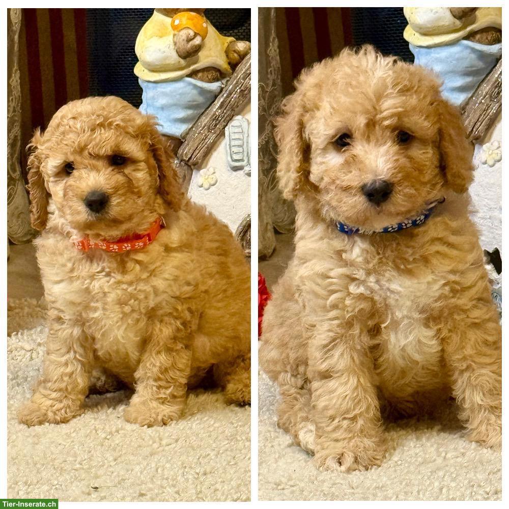 Bild 7: Goldendoodle Welpen F1b suchen liebes Zuhause