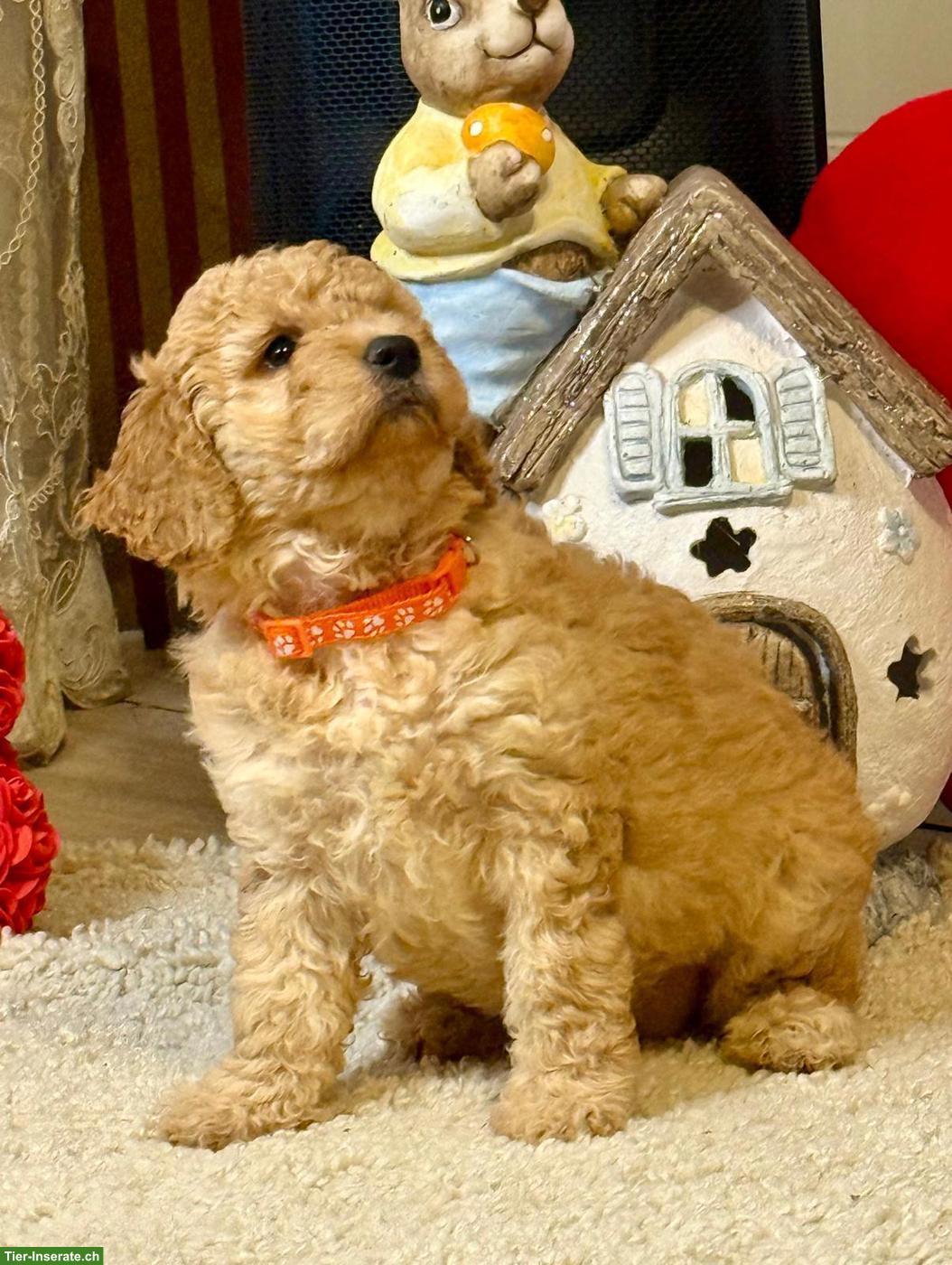 Bild 8: Goldendoodle Welpen F1b suchen liebes Zuhause