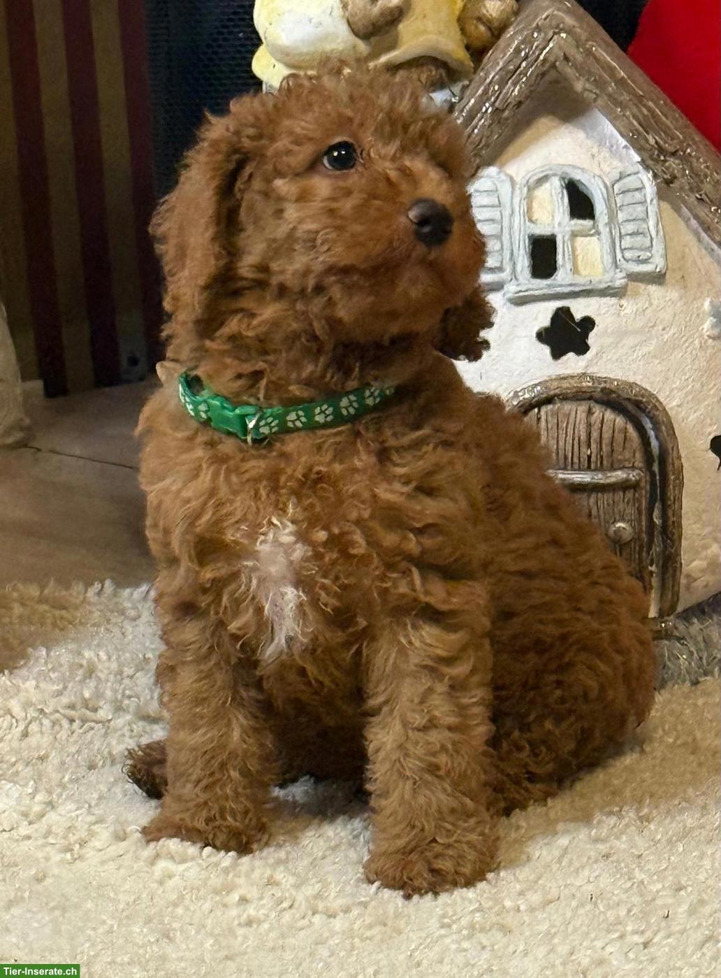 Bild 9: Goldendoodle Welpen F1b suchen liebes Zuhause