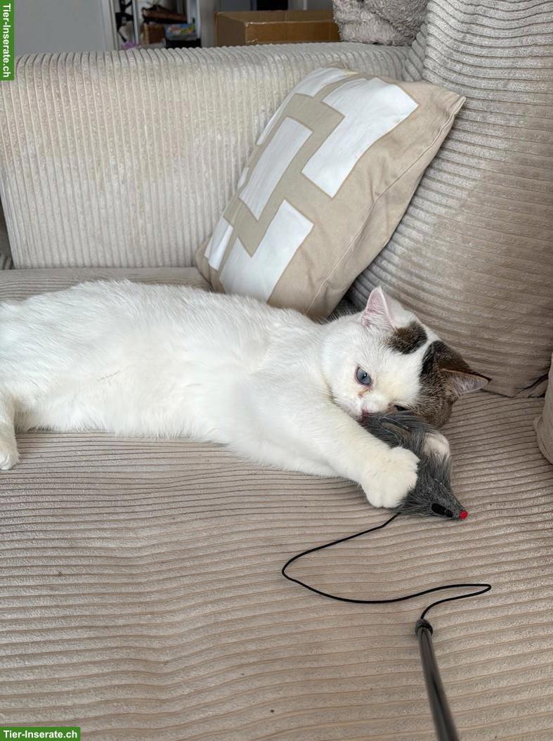 Weisser Britisch Kurzhaar Kater