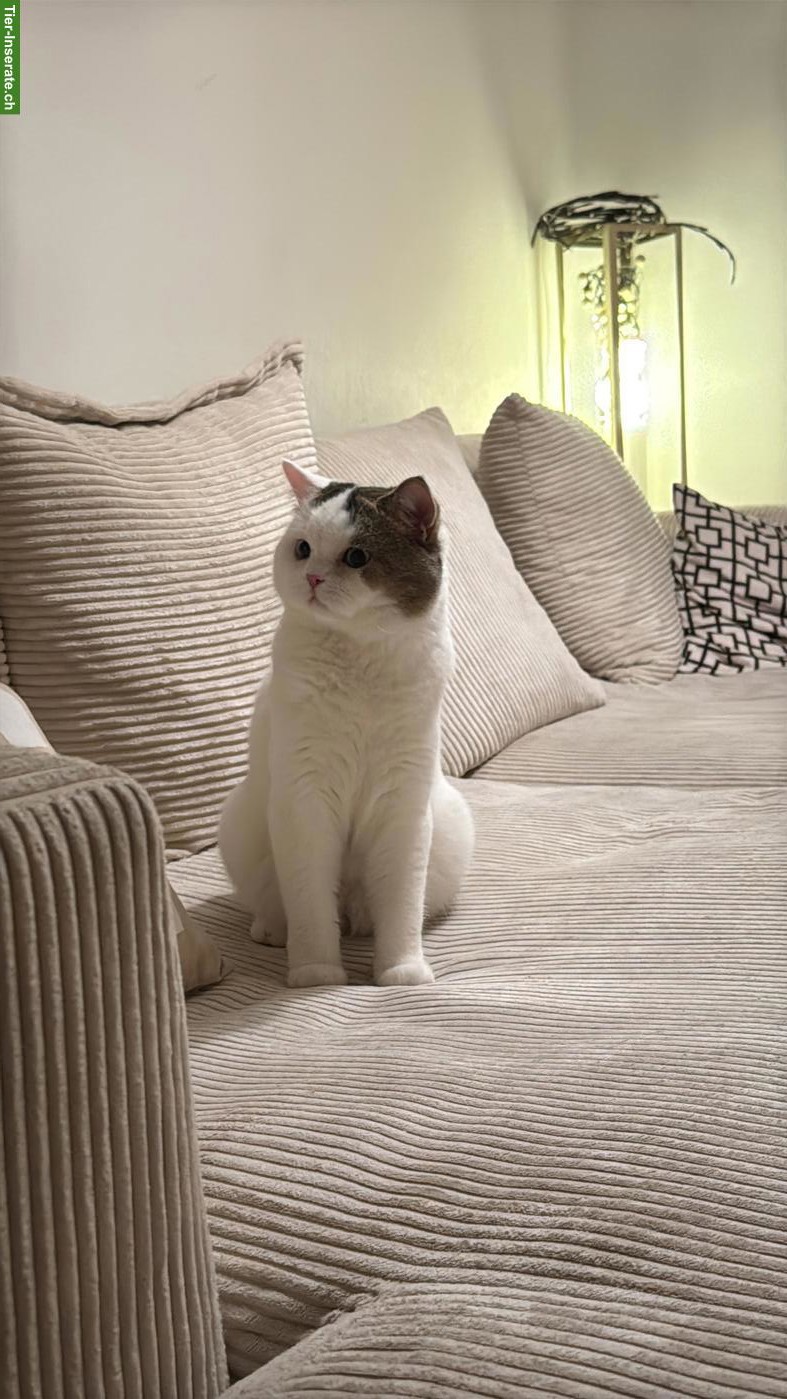 Bild 2: Weisser Britisch Kurzhaar Kater