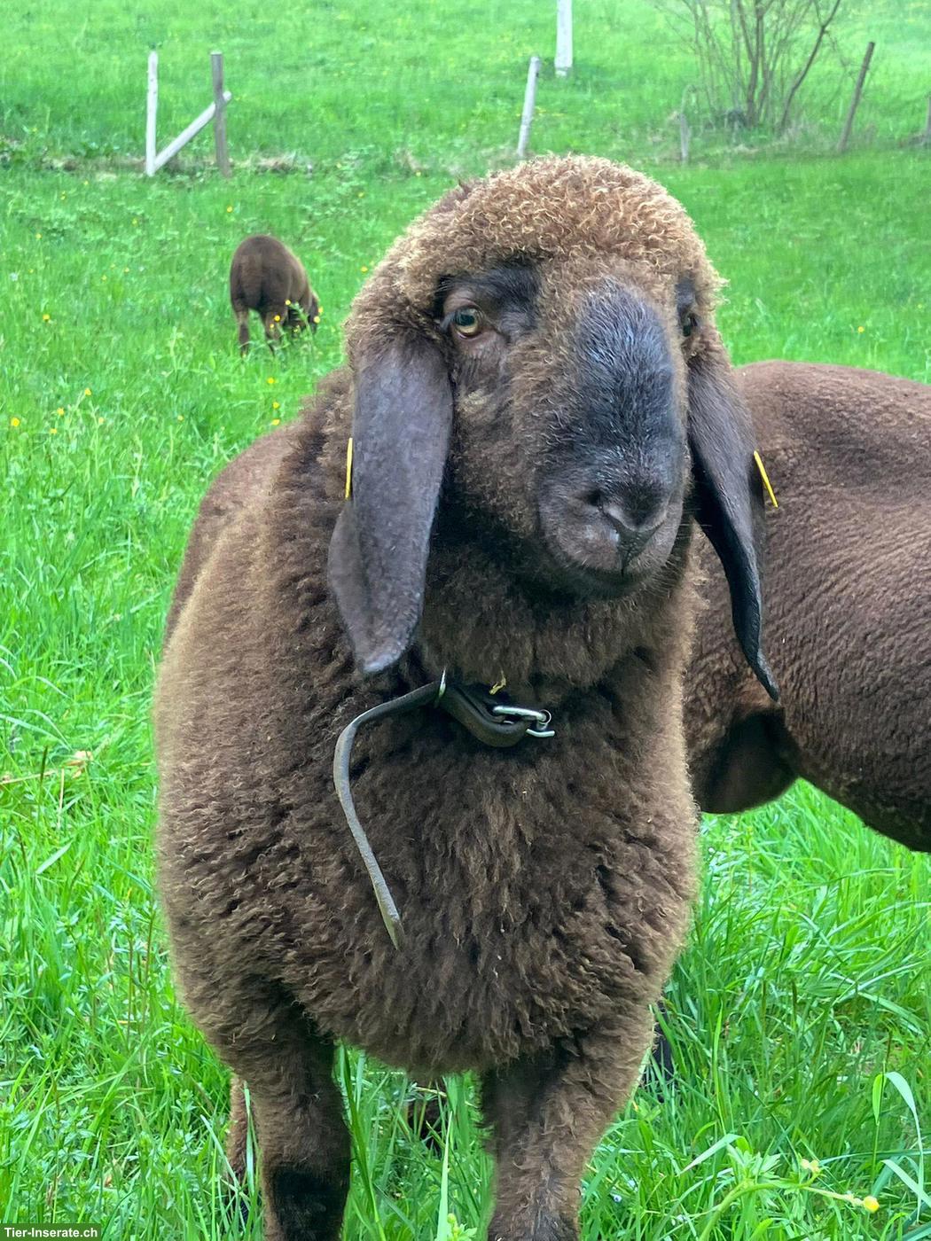 Engadinerschaf Widder abzugeben
