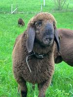 Engadinerschaf Widder abzugeben