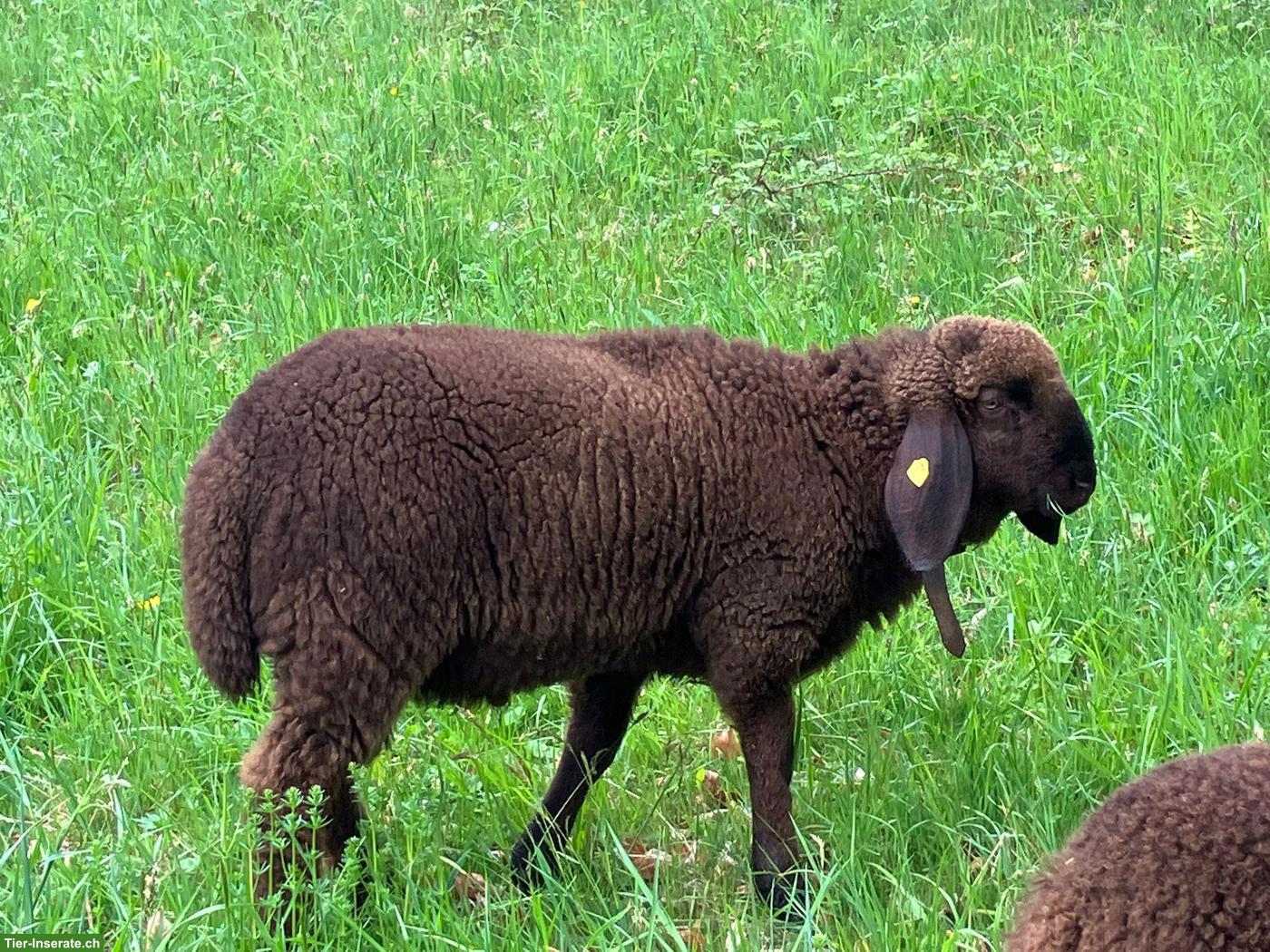 Bild 2: Engadinerschaf Widder abzugeben