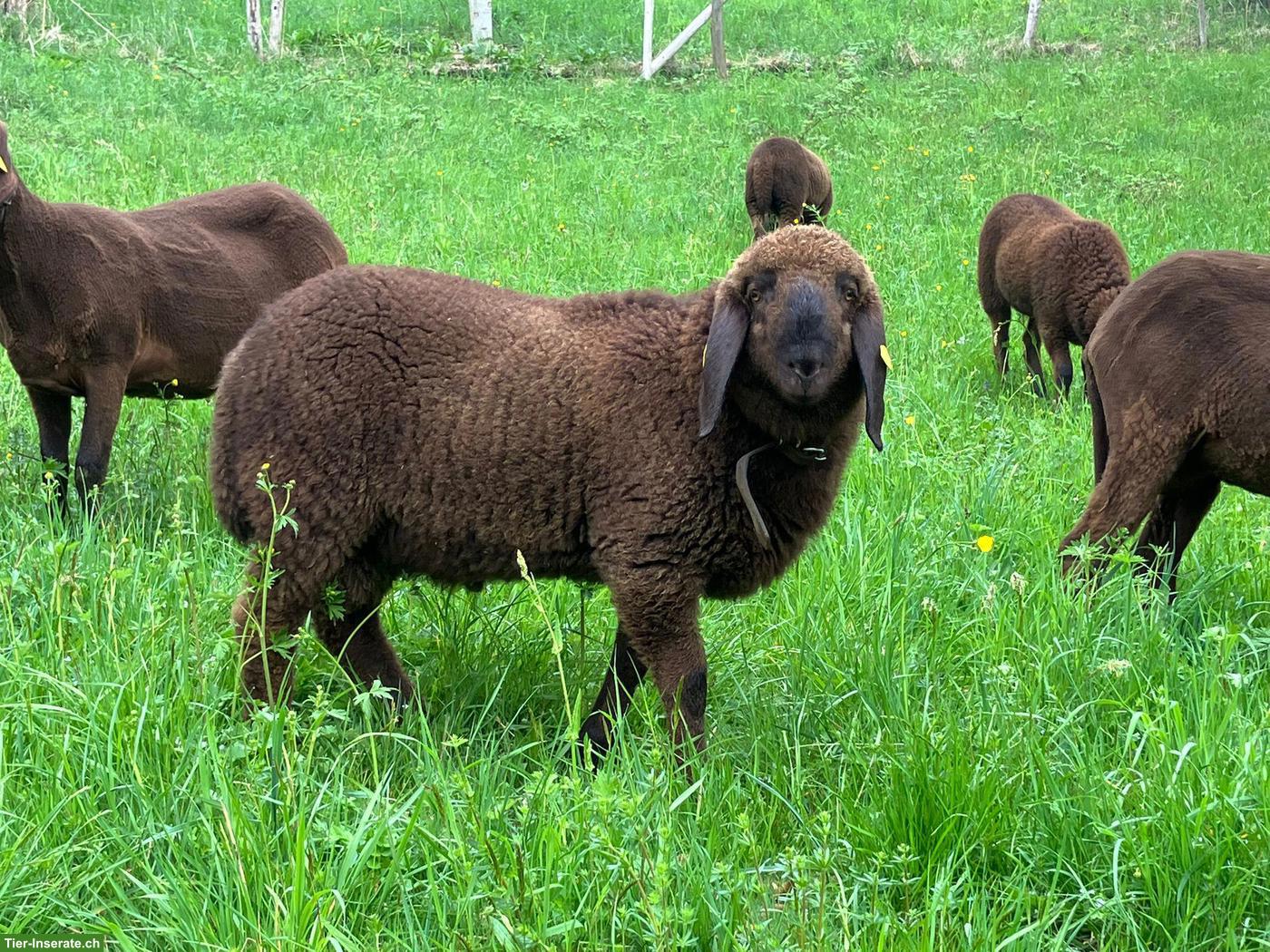 Bild 3: Engadinerschaf Widder abzugeben