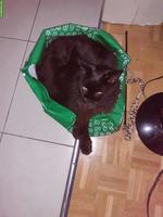 Biete Katzensitting in Muttenz und Umgebung