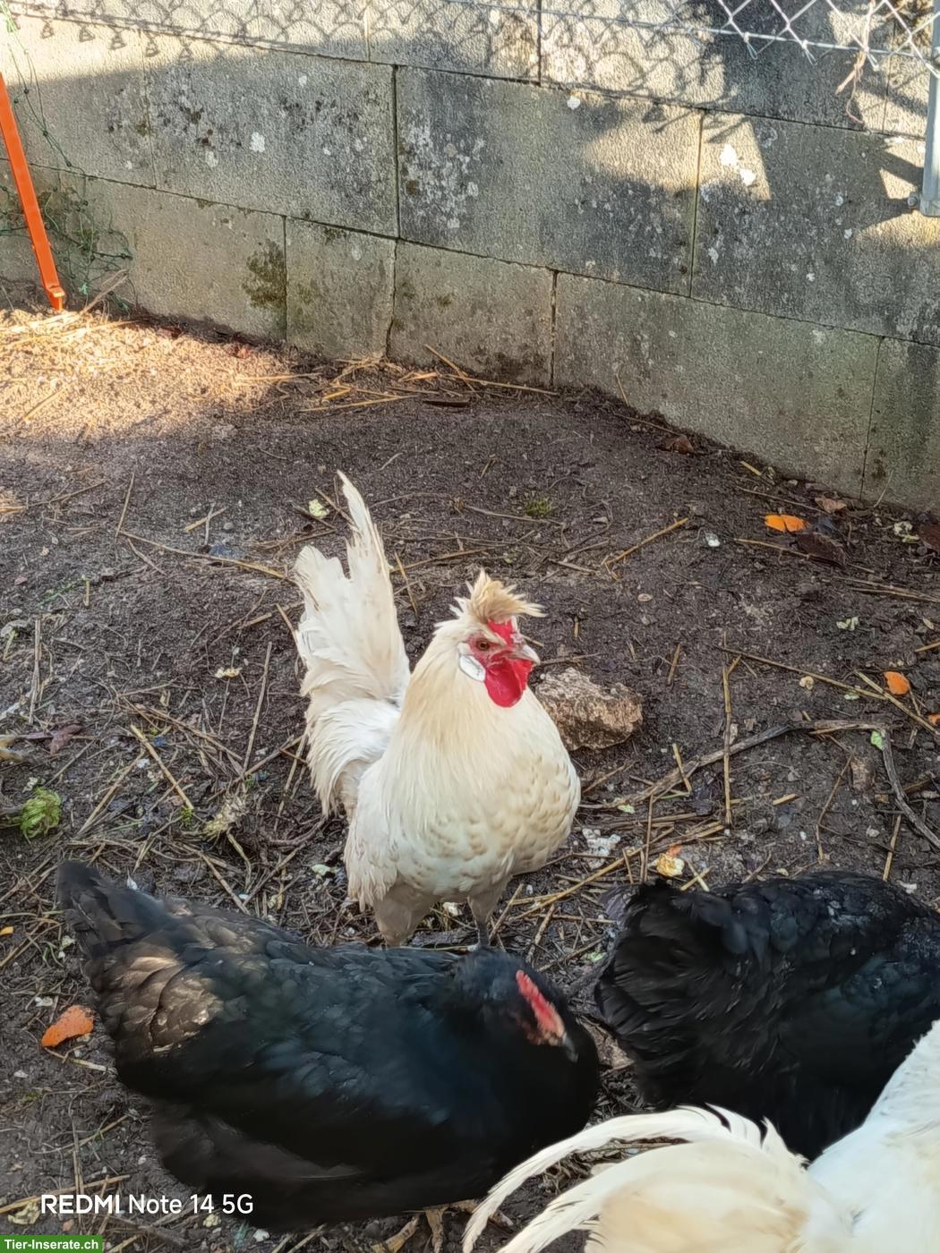 Lieber Appenzeller Spitzhauben Hahn sucht neue Hühnerschar