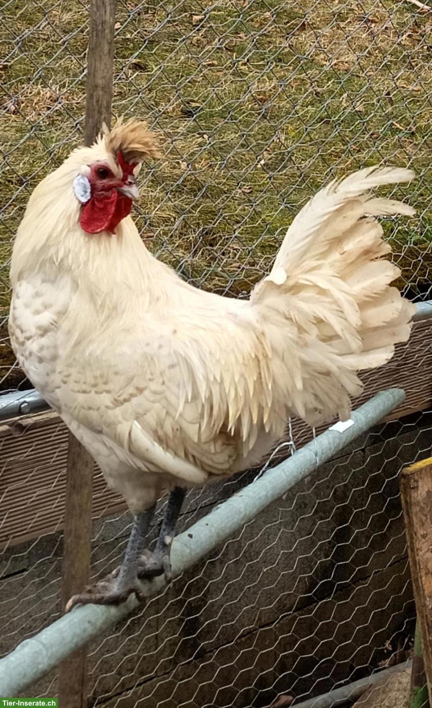 Bild 2: Lieber Appenzeller Spitzhauben Hahn sucht neue Hühnerschar