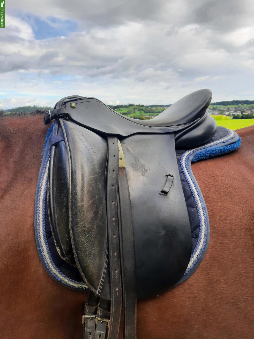 Massimo Dressursattel zu verkaufen