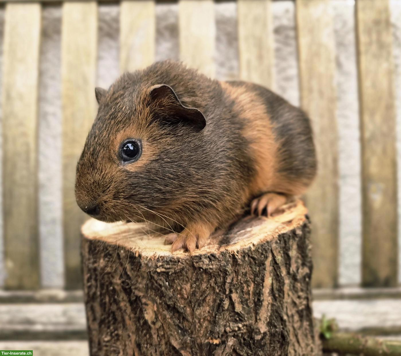 Hübscher Meerschweinchen Bub, gesund und munter