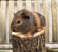 Hübscher Meerschweinchen Bub, gesund und munter
