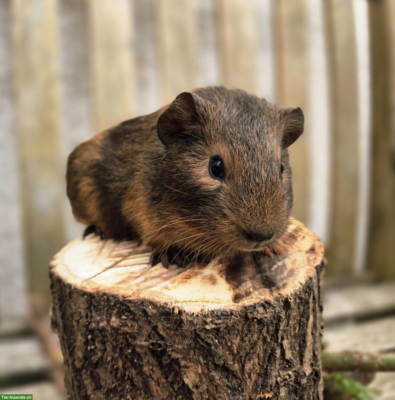 Bild 2: Hübscher Meerschweinchen Bub, gesund und munter