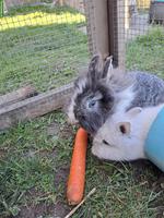 Zwergkaninchen Löwenkopf, Zwerghäsli suchen dich