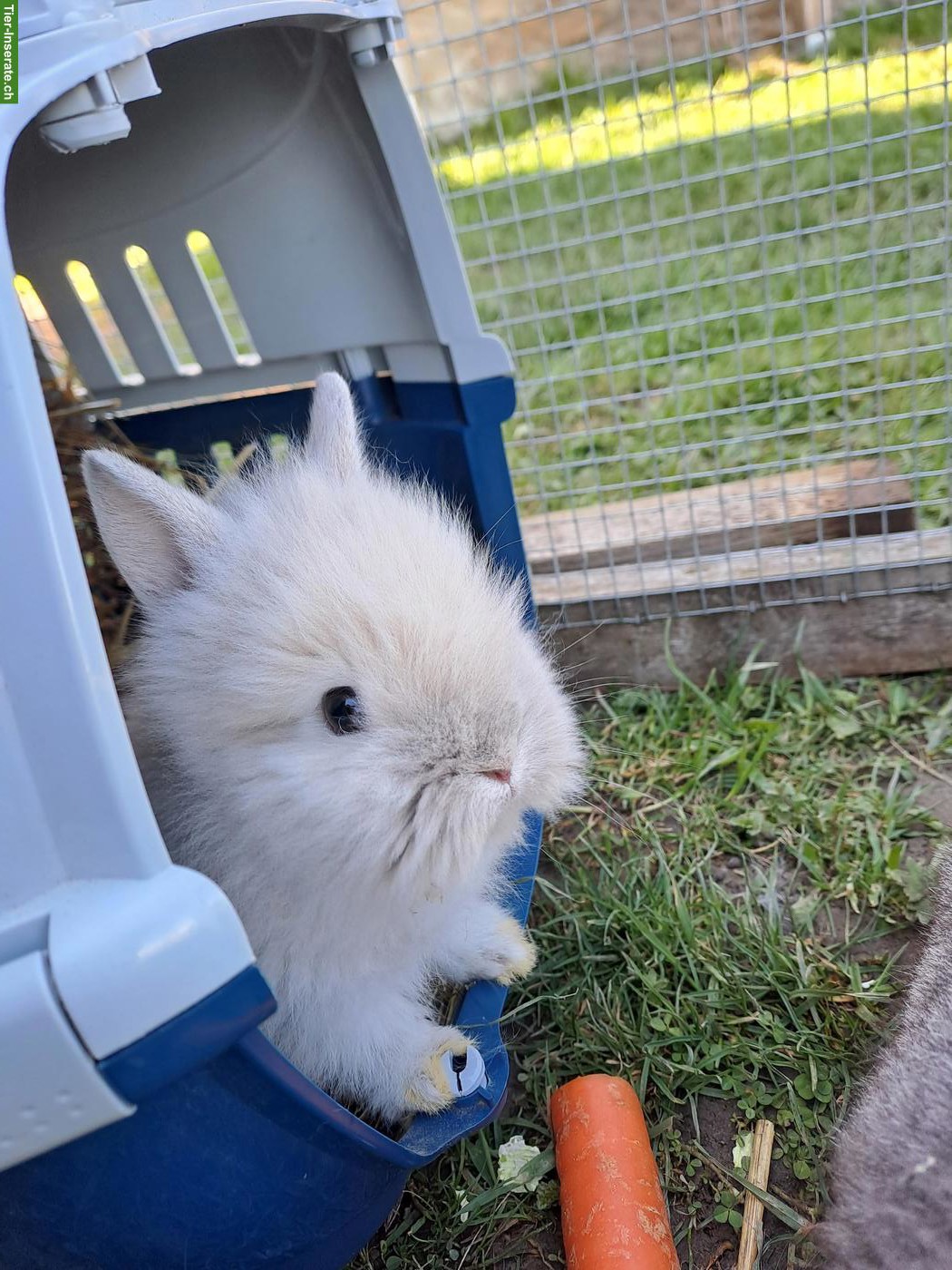 Bild 2: Zwergkaninchen Löwenkopf, Zwerghäsli suchen dich