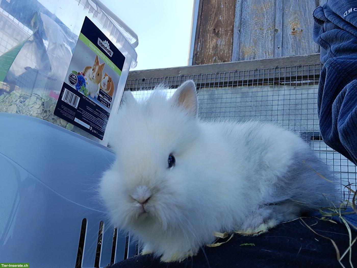 Bild 3: Zwergkaninchen Löwenkopf, Zwerghäsli suchen dich