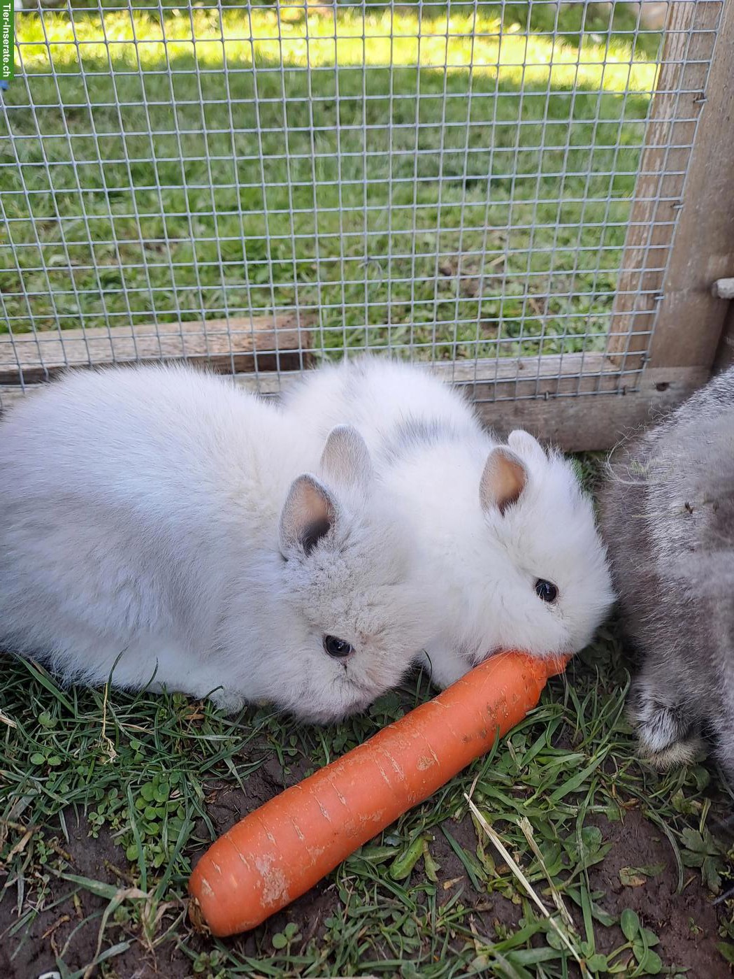 Bild 4: Zwergkaninchen Löwenkopf, Zwerghäsli suchen dich