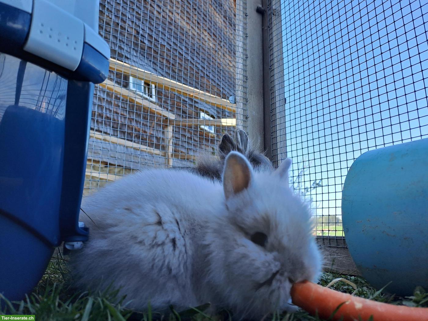 Bild 5: Zwergkaninchen Löwenkopf, Zwerghäsli suchen dich