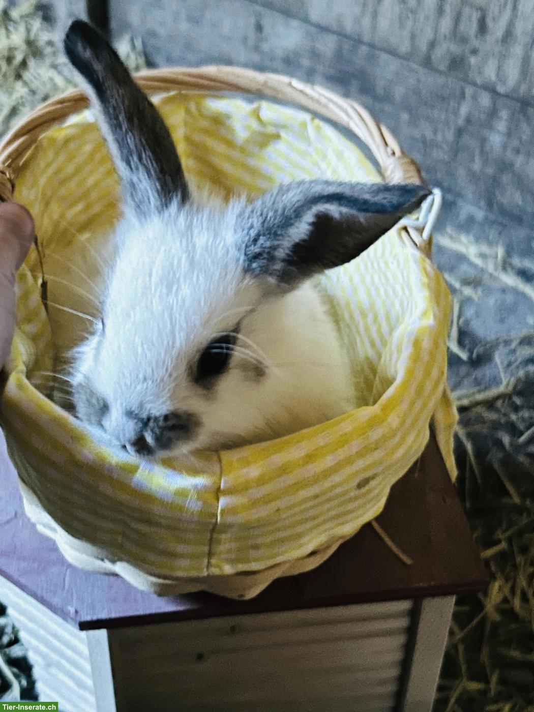 Französische Widder Kaninchenbabys