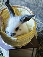 Französische Widder Kaninchenbabys