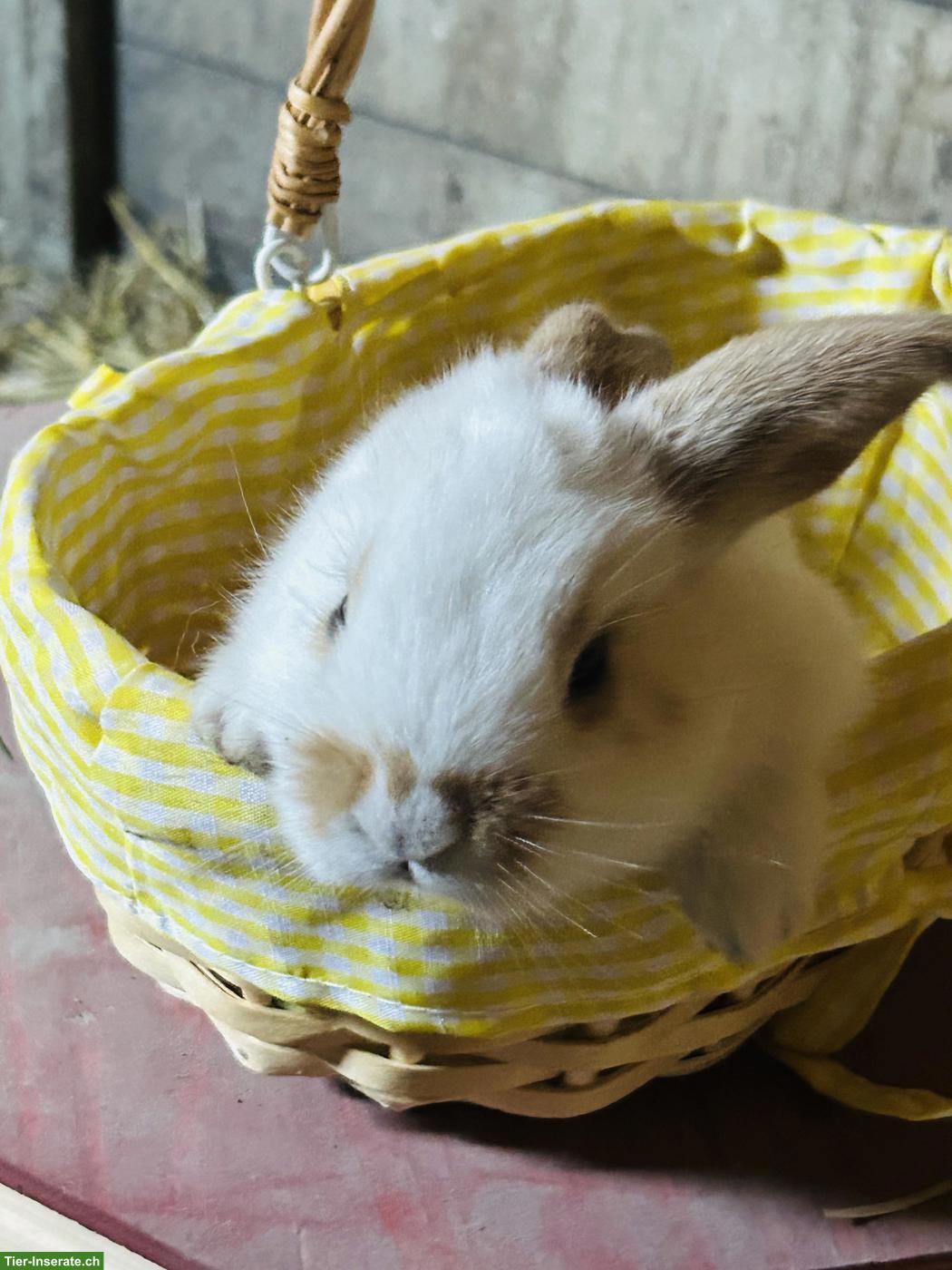 Bild 3: Französische Widder Kaninchenbabys