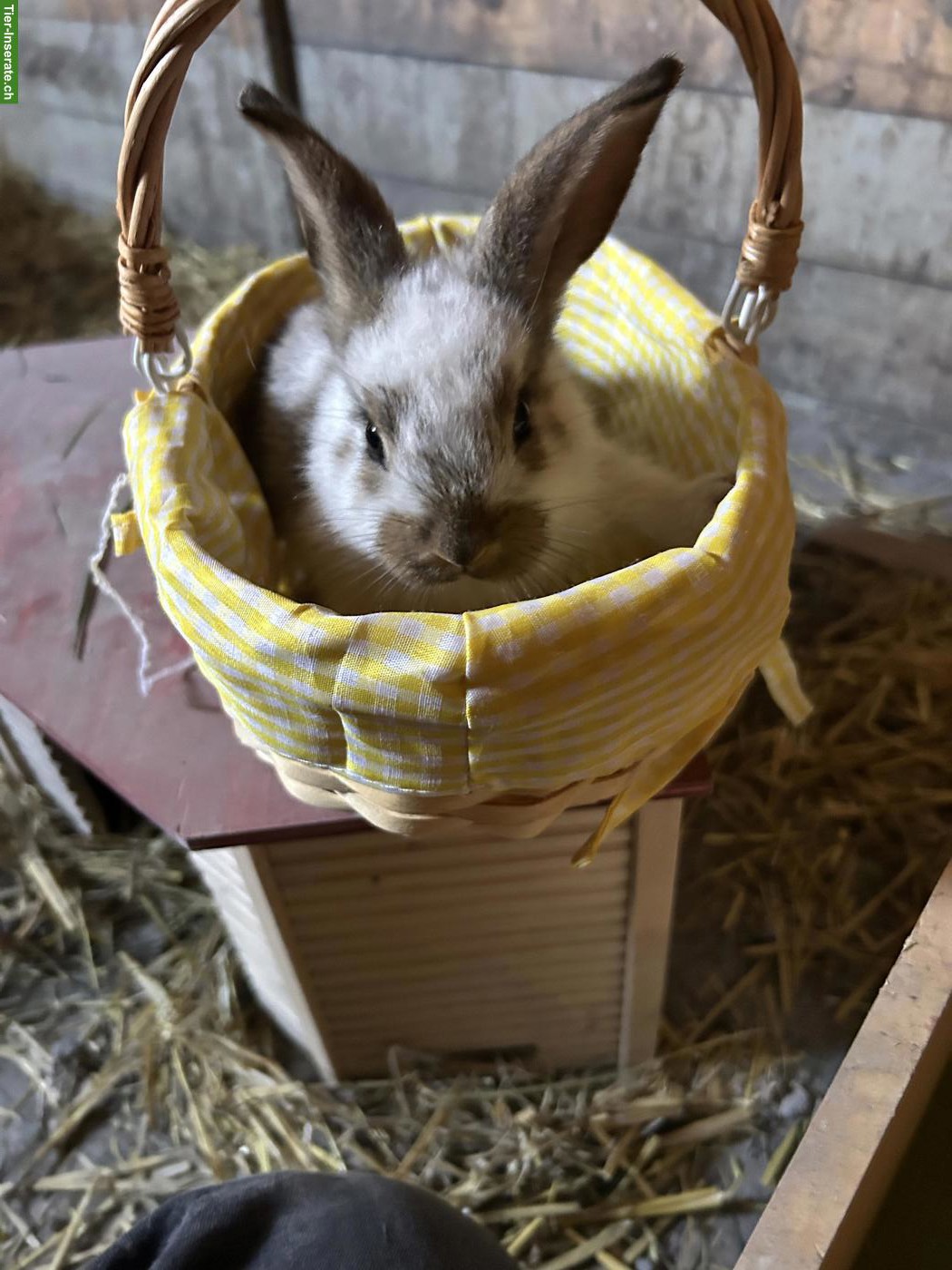 Bild 4: Französische Widder Kaninchenbabys