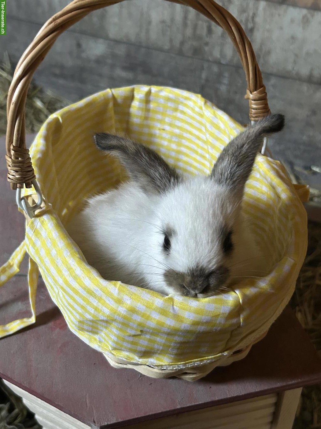 Bild 5: Französische Widder Kaninchenbabys