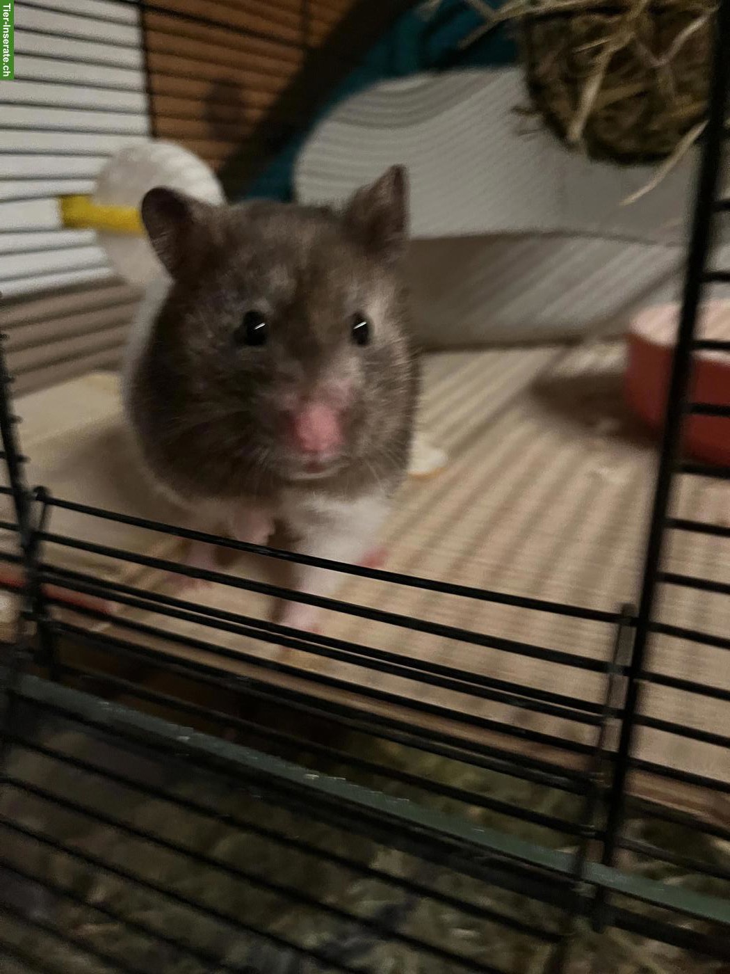 Goldhamster Jungtiere suchen schöne Plätzchen