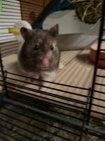 Goldhamster Jungtiere suchen schöne Plätzchen