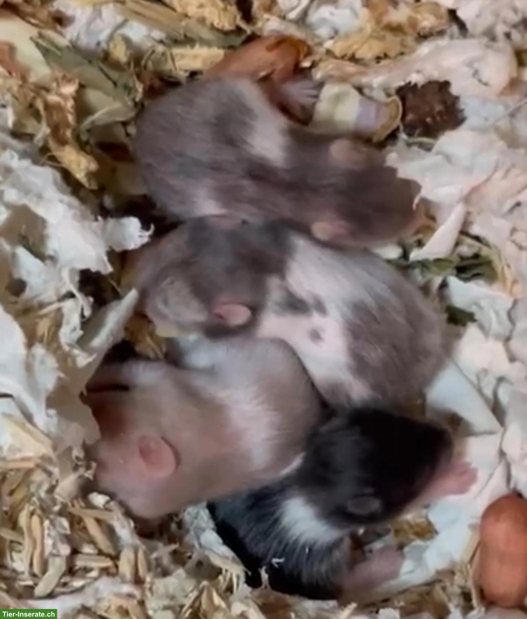 Bild 2: Goldhamster Jungtiere suchen schöne Plätzchen