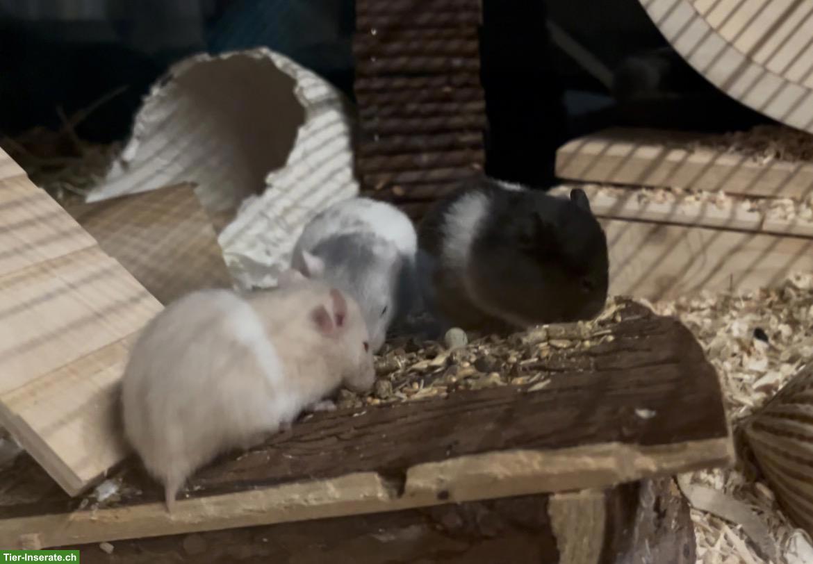 Bild 3: Goldhamster Jungtiere suchen schöne Plätzchen