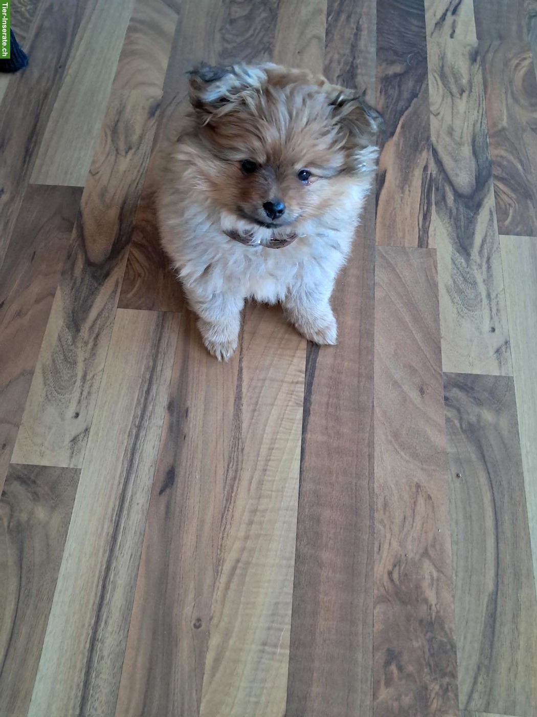 Pomeranian Zwergspitz Welpe, männlich zu verkaufen