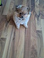 Pomeranian Zwergspitz Welpe, männlich zu verkaufen