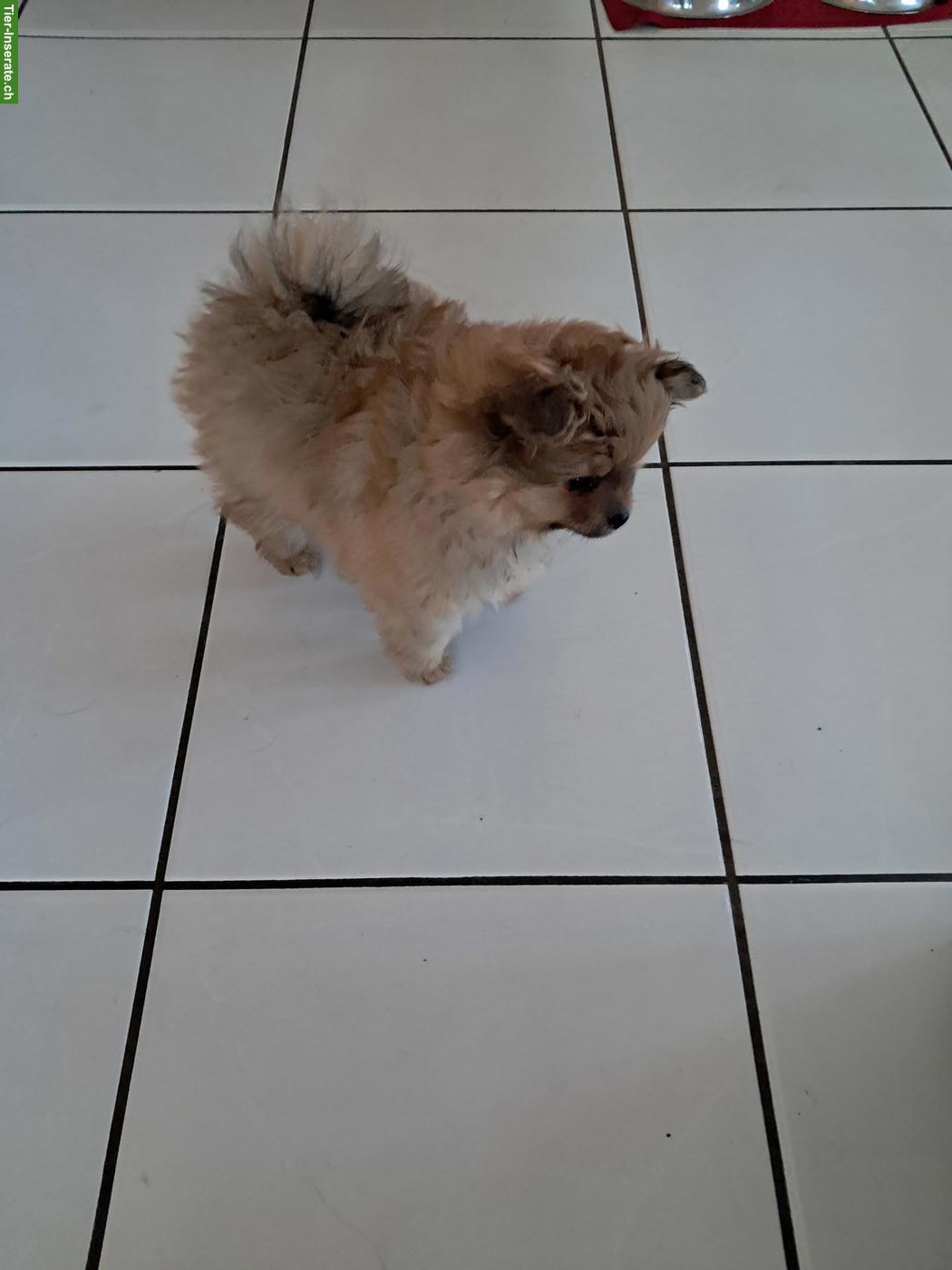 Bild 2: Pomeranian Zwergspitz Welpe, männlich zu verkaufen