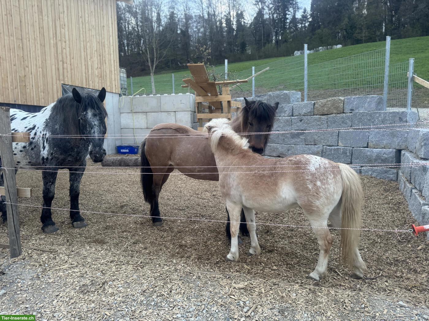 Reitbeteiligung in Privatstall (Einzel oder zu Zweit) im Aargau