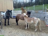 Reitbeteiligung in Privatstall (Einzel oder zu Zweit) im Aargau