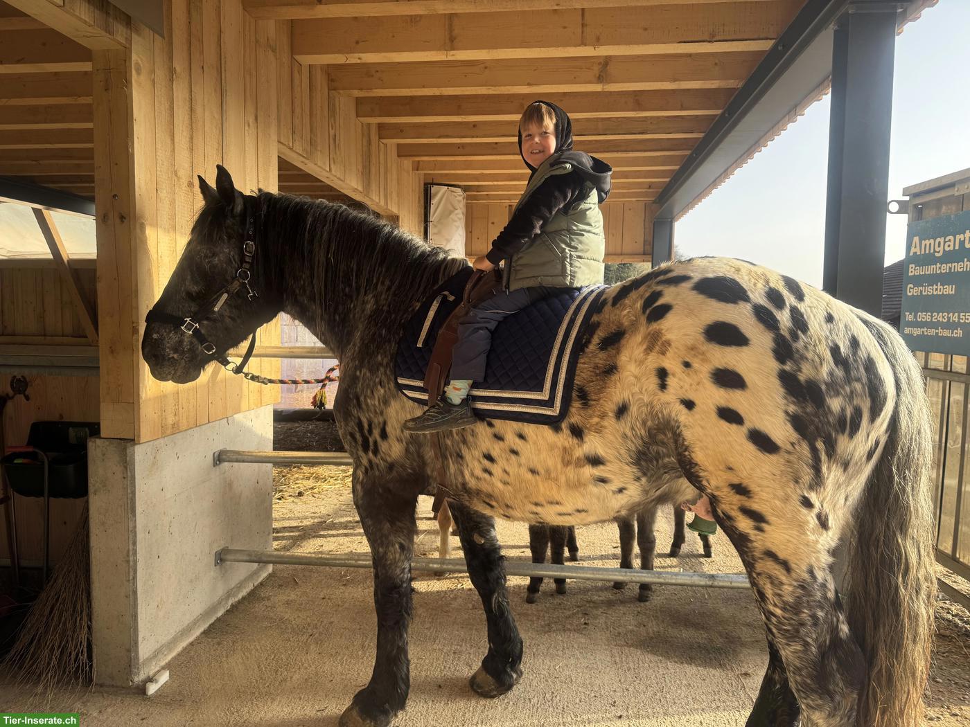 Bild 2: Reitbeteiligung in Privatstall (Einzel oder zu Zweit) im Aargau