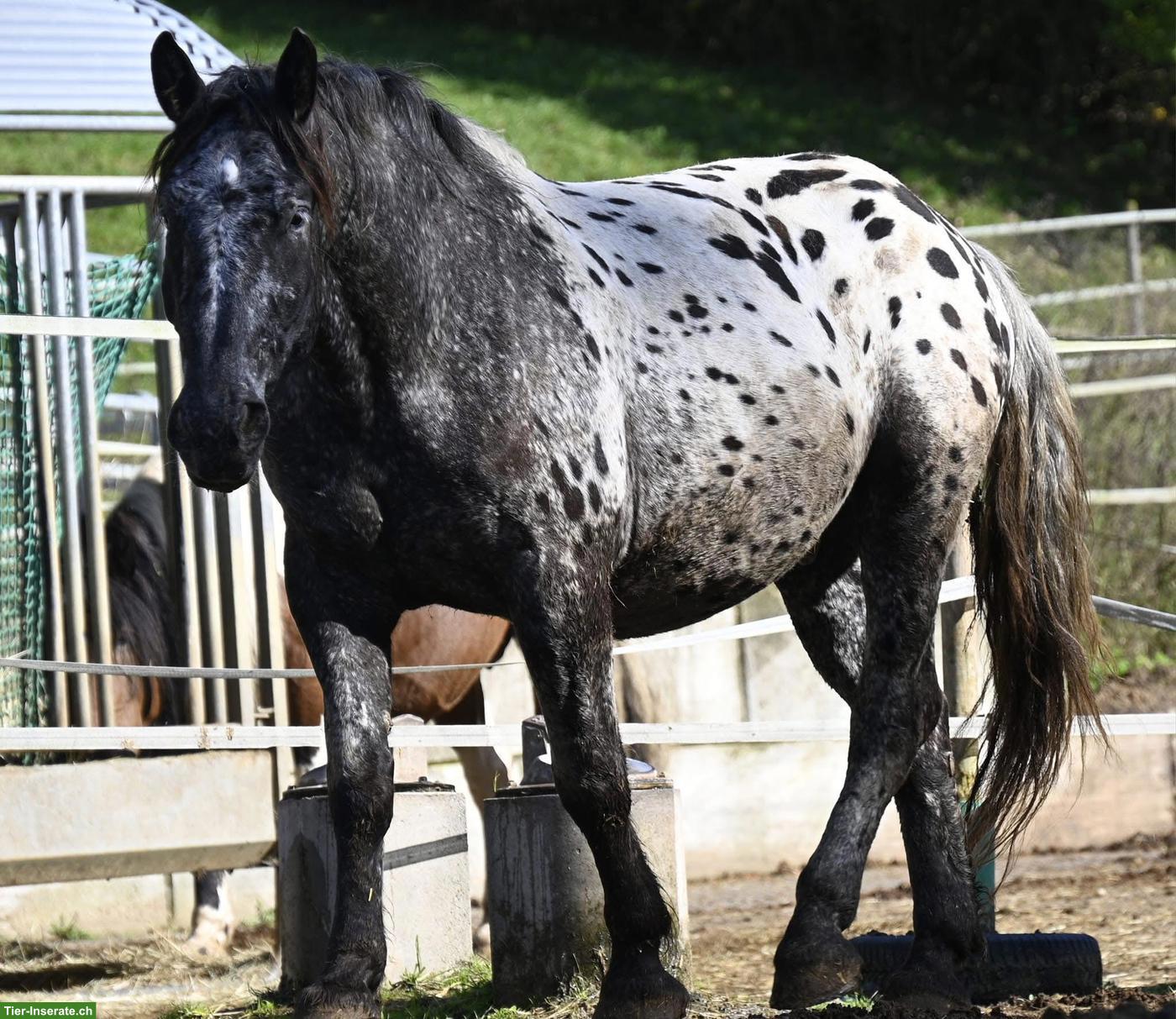Bild 3: Reitbeteiligung in Privatstall (Einzel oder zu Zweit) im Aargau