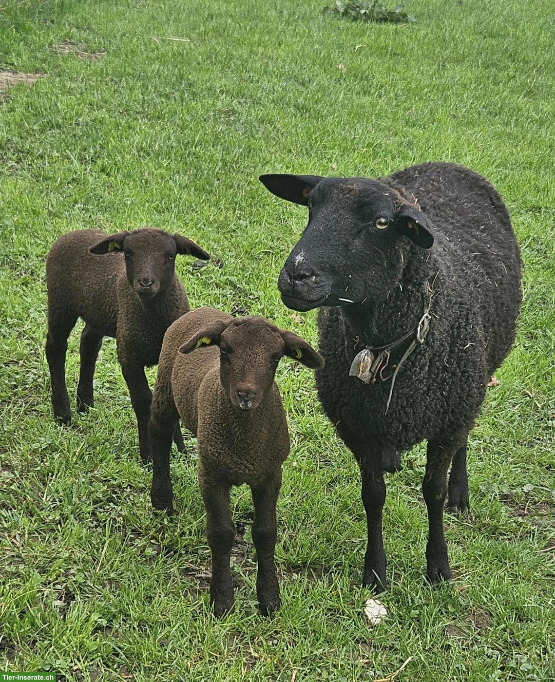 3 SBS Mutterschafe 🐑 mit je 2 Lämmer