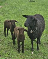 3 SBS Mutterschafe 🐑 mit je 2 Lämmer