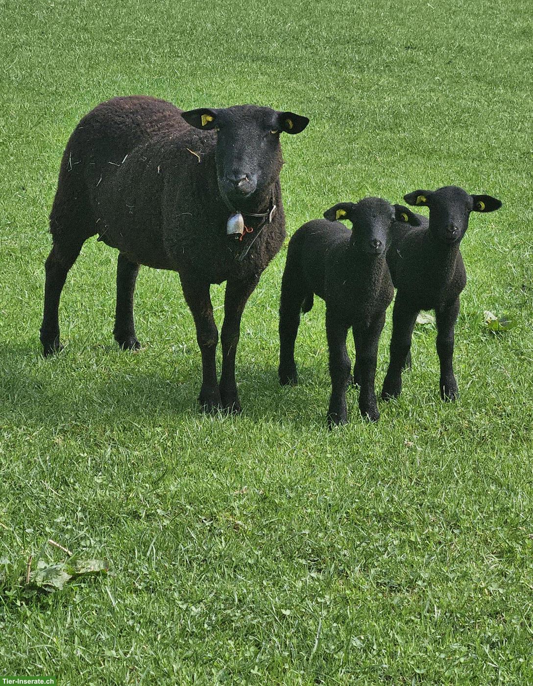 Bild 2: 3 SBS Mutterschafe 🐑 mit je 2 Lämmer