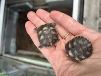 Griechische Landschildkröten aus eigenem Wildschlupf