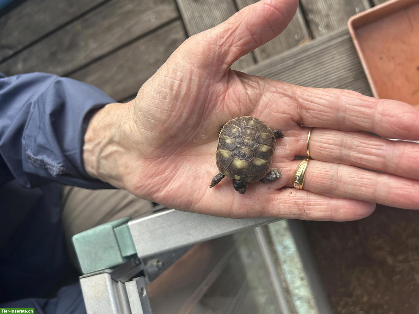 Bild 2: Griechische Landschildkröten aus eigenem Wildschlupf
