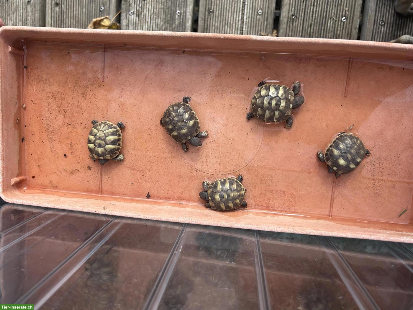 Bild 3: Griechische Landschildkröten aus eigenem Wildschlupf