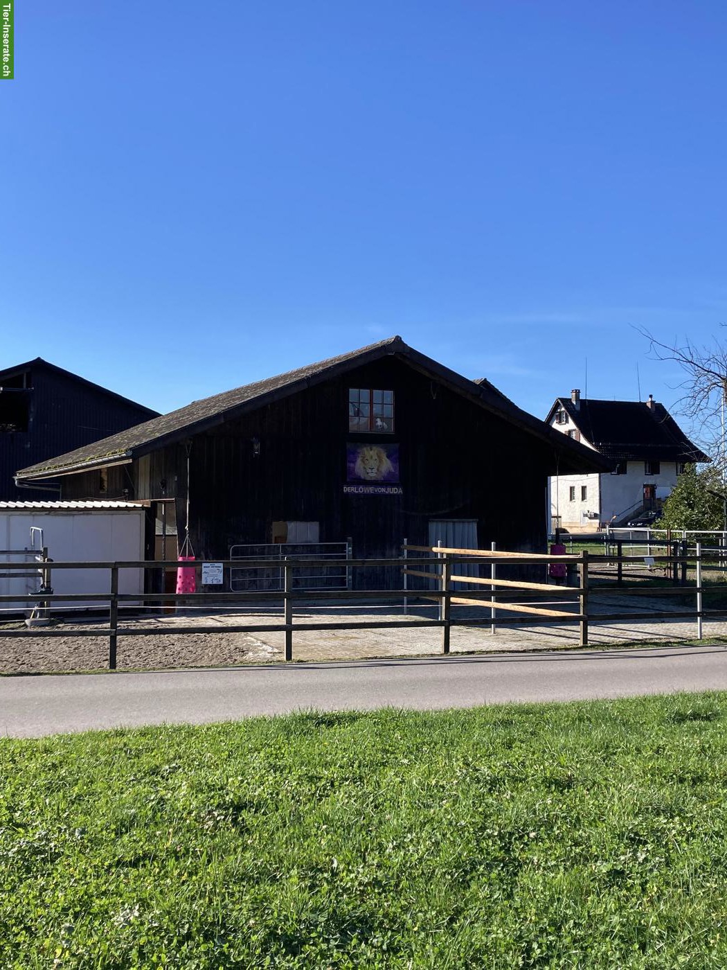 Neue Isländer Herde, 2-3 Isländer gesucht im Offenstall, ZH-Oberland