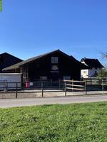 Neue Isländer Herde, 2-3 Isländer gesucht im Offenstall, ZH-Oberland