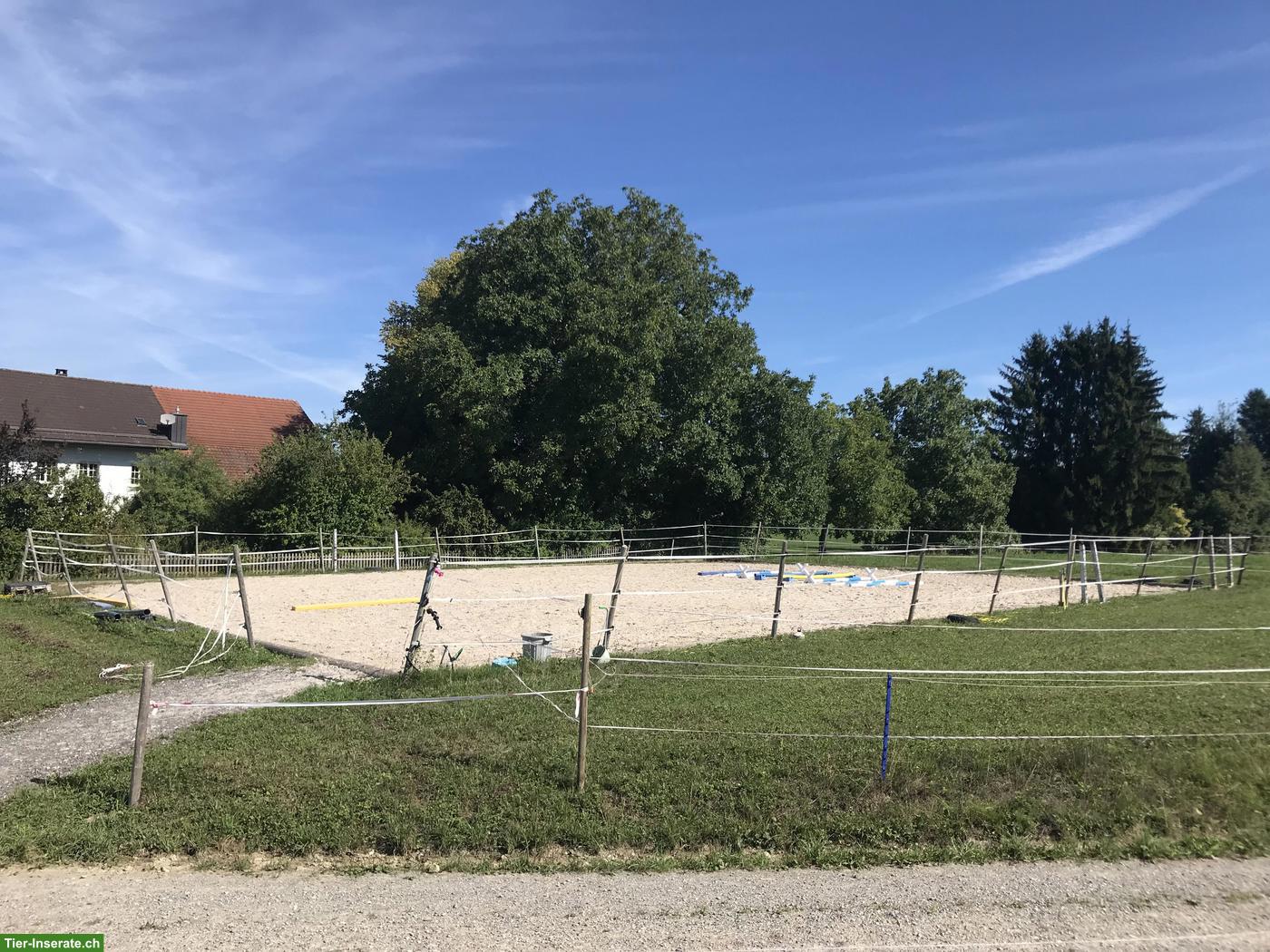 Bild 2: Neue Isländer Herde, 2-3 Isländer gesucht im Offenstall, ZH-Oberland