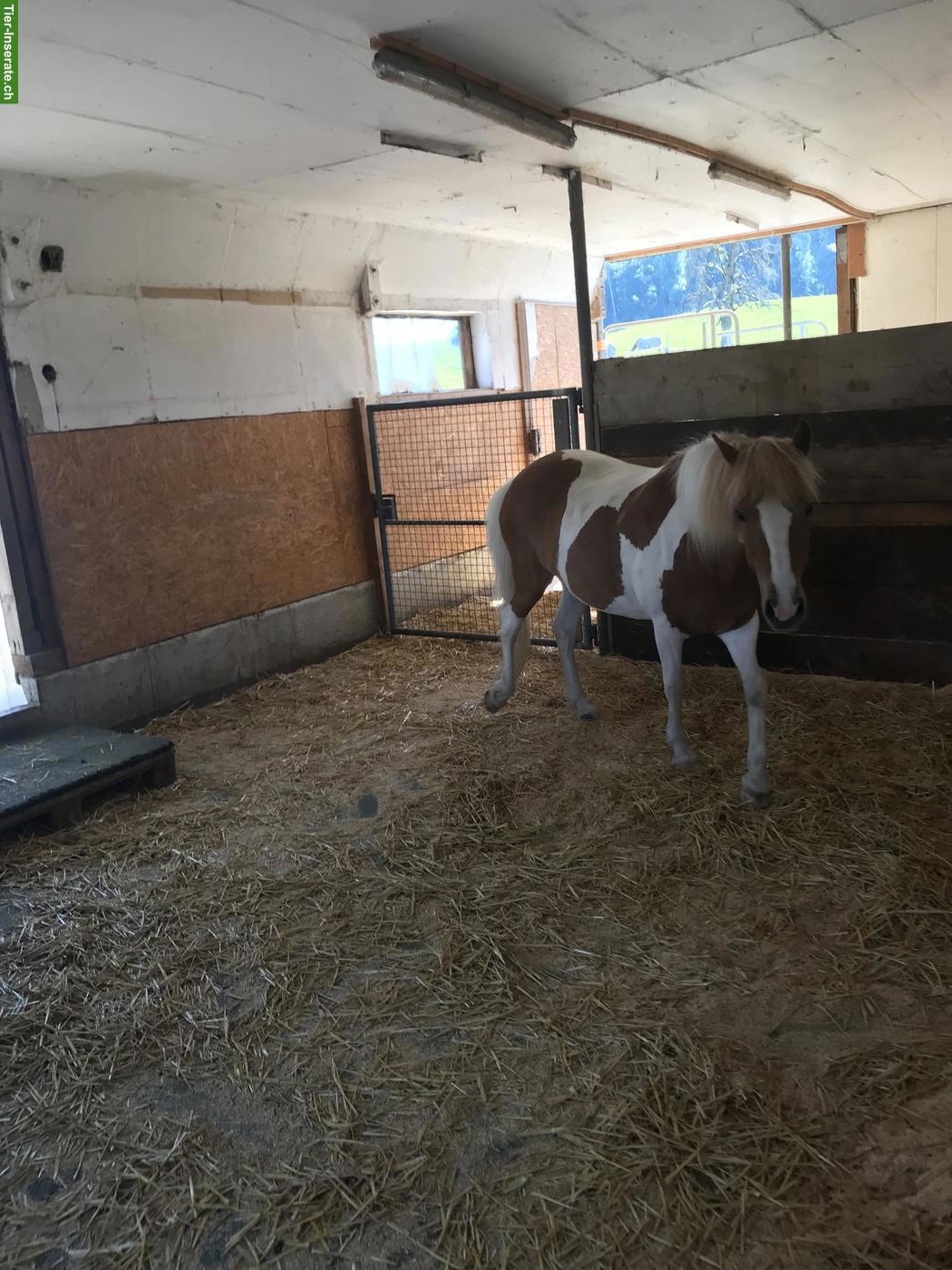 Bild 4: Neue Isländer Herde, 2-3 Isländer gesucht im Offenstall, ZH-Oberland