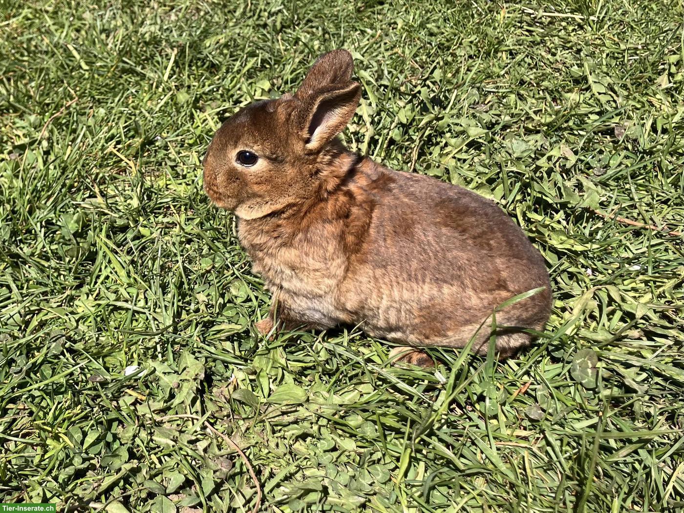 Junge Kleinrex-Kaninchen, sehr zutraulich, an Kinder gewohnt